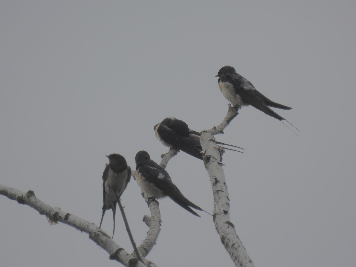 Barn Swallow - Mike Coulson