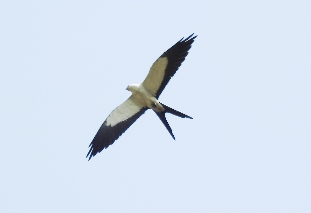 Swallow-tailed Kite - Pablo Bedrossian