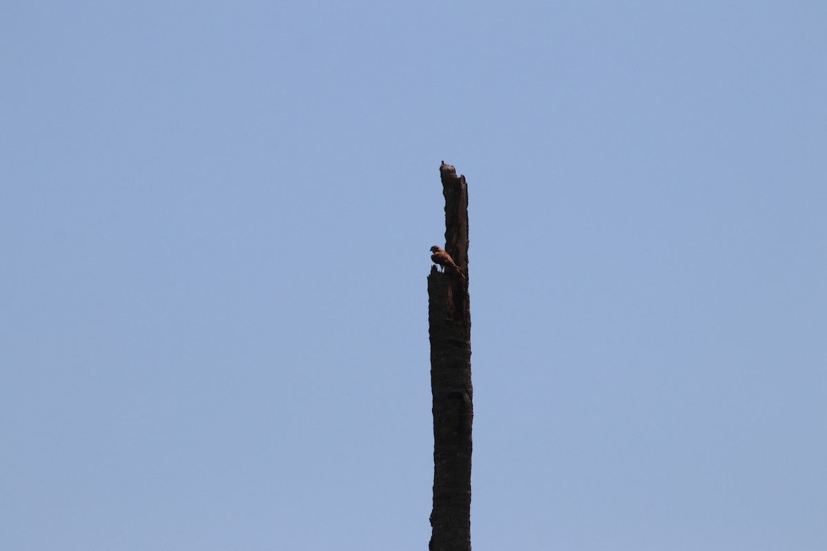 American Kestrel - ML619130328