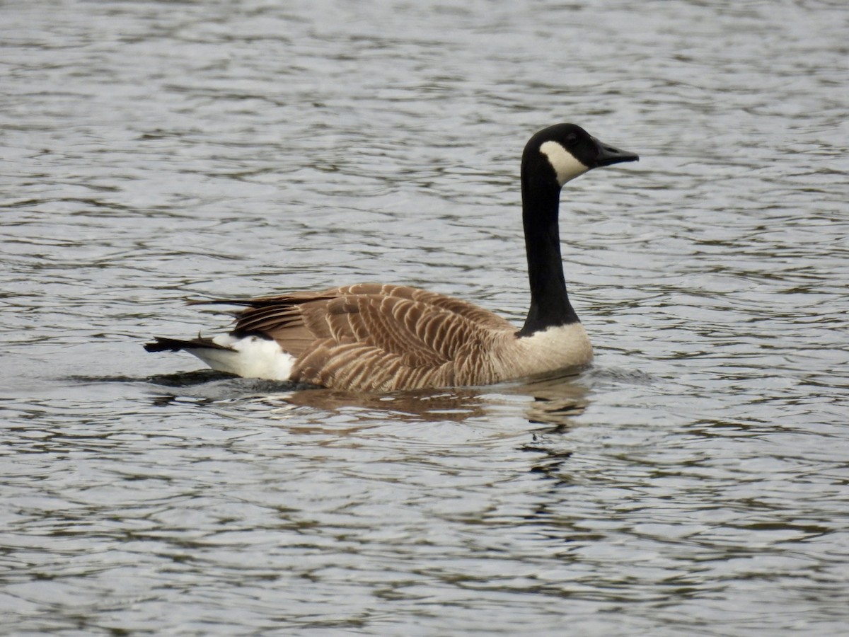 Canada Goose - ML619130349