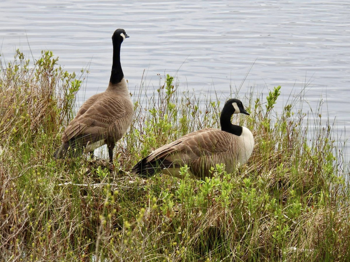 Canada Goose - ML619130350