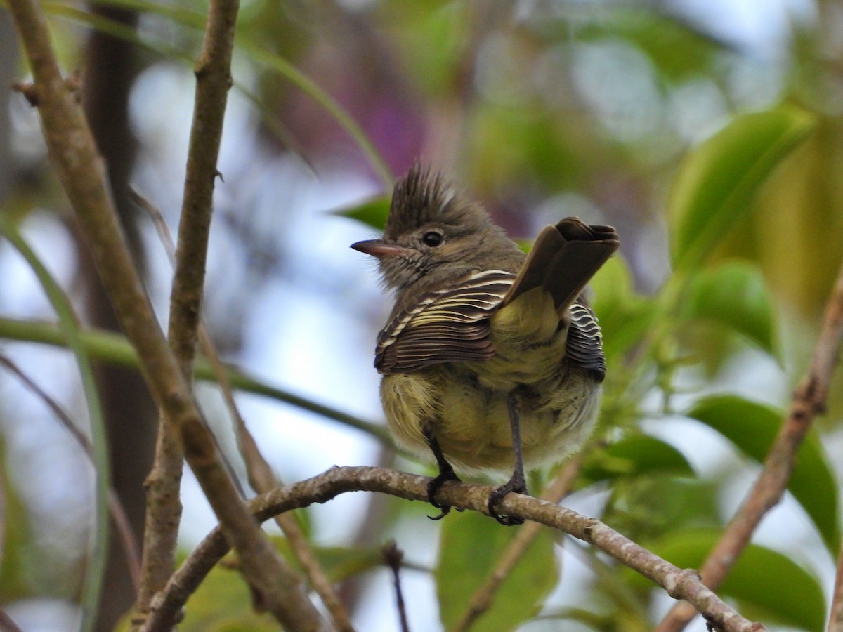 Yellow-bellied Elaenia - Manuel Pérez R.