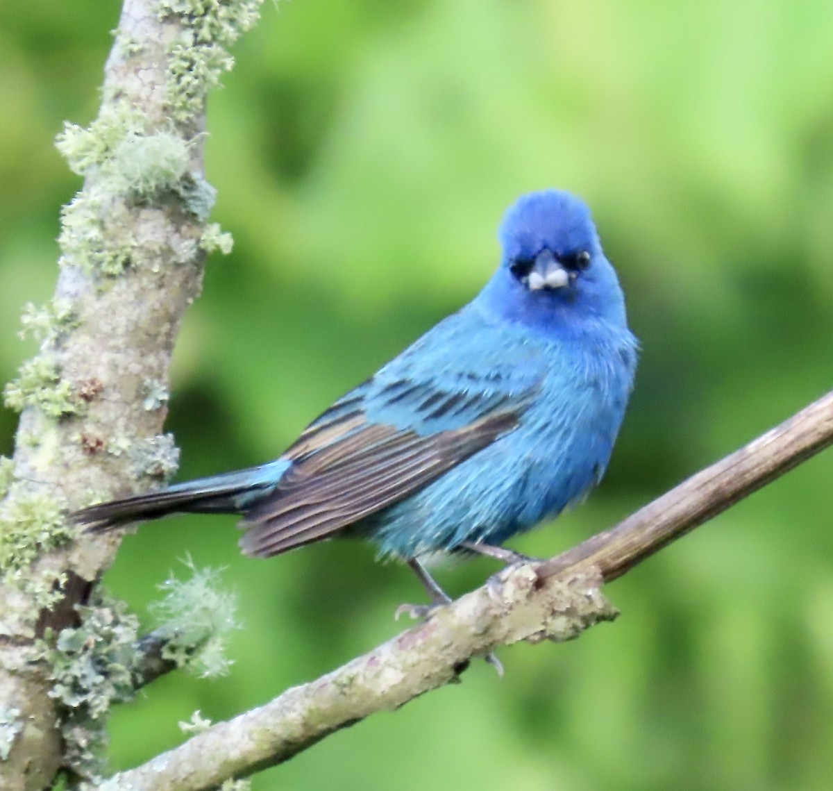 Indigo Bunting - ML619130352