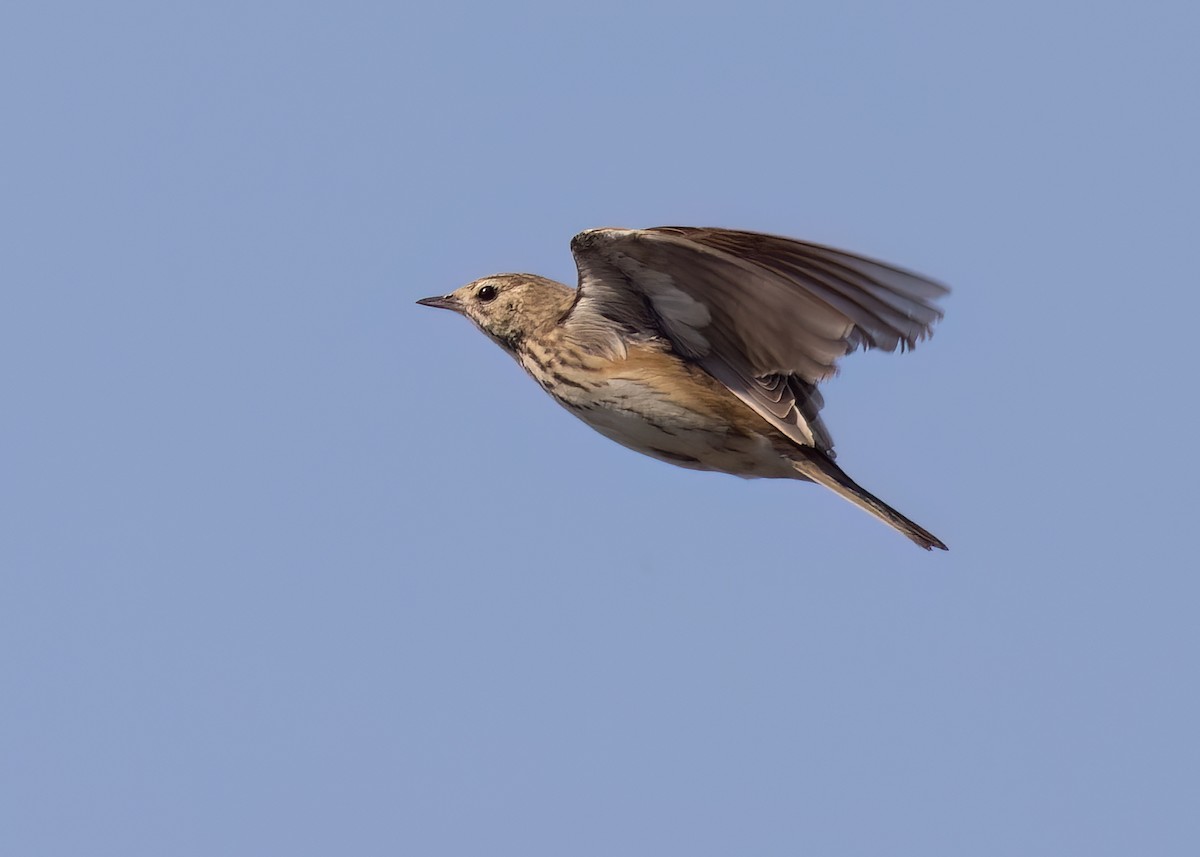 Tree Pipit - ML619130370