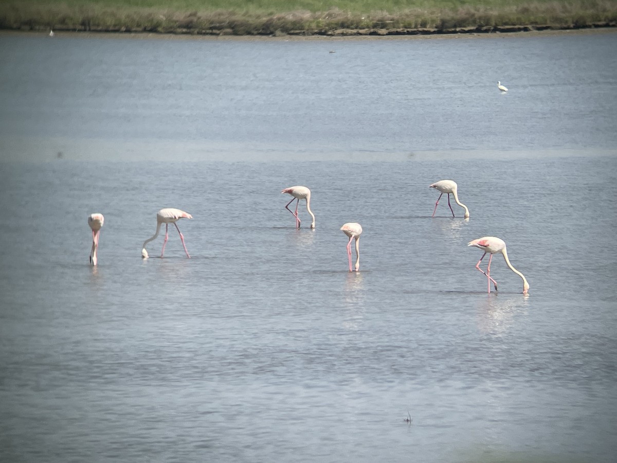 Flamant rose - ML619130395