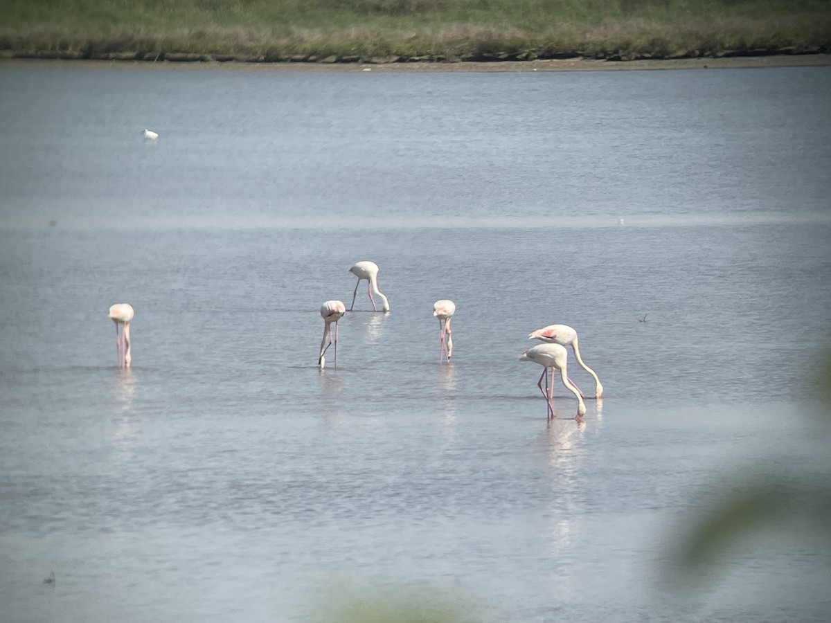 Greater Flamingo - Gianluca Cicinelli