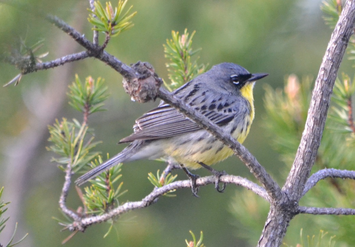 Kirtland's Warbler - Chris Tessaglia-Hymes