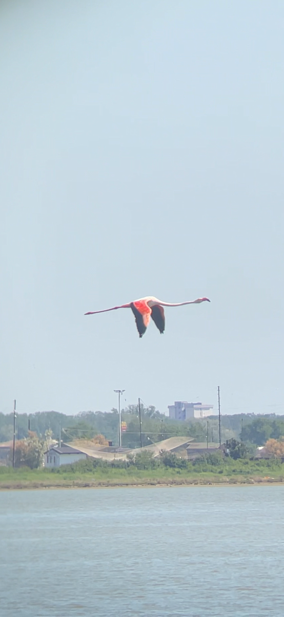 Greater Flamingo - Gianluca Cicinelli