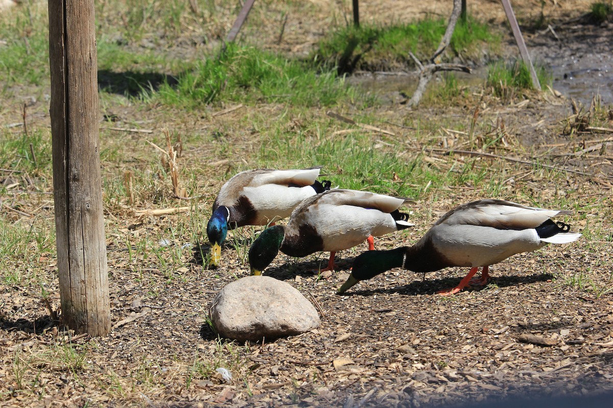 Mallard - ML619130443