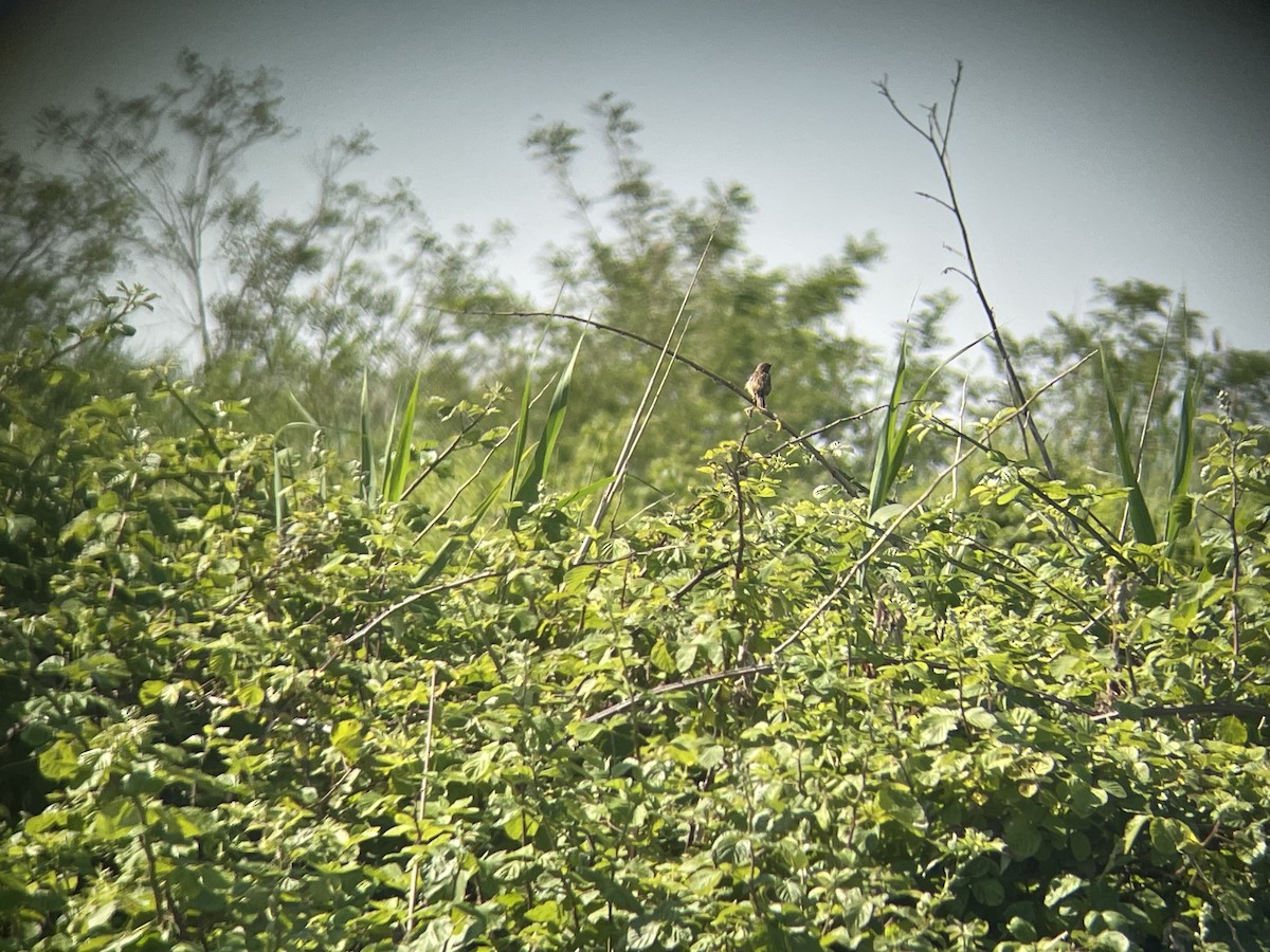 Zitting Cisticola - Gianluca Cicinelli