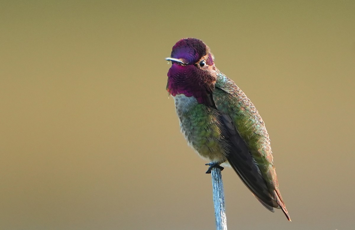 Anna's Hummingbird - Jack Maynard