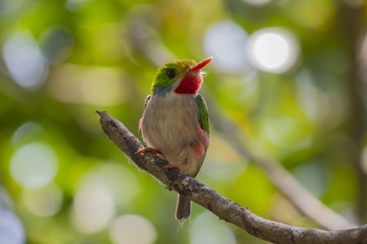 Cuban Tody - Pedro Raúl Reyes Matos