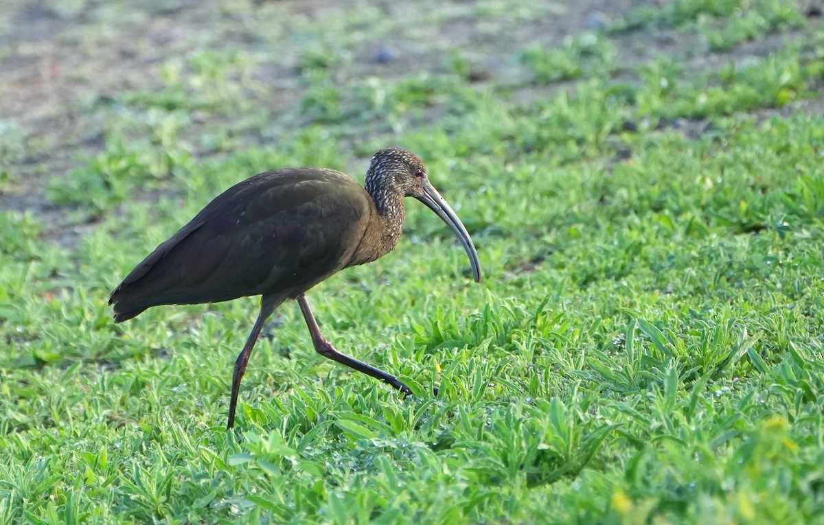 White-faced Ibis - Jack Maynard