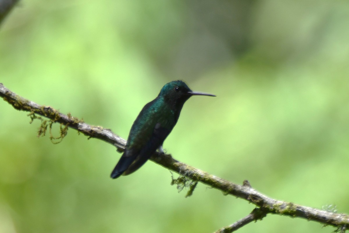 Steely-vented Hummingbird - irina shulgina