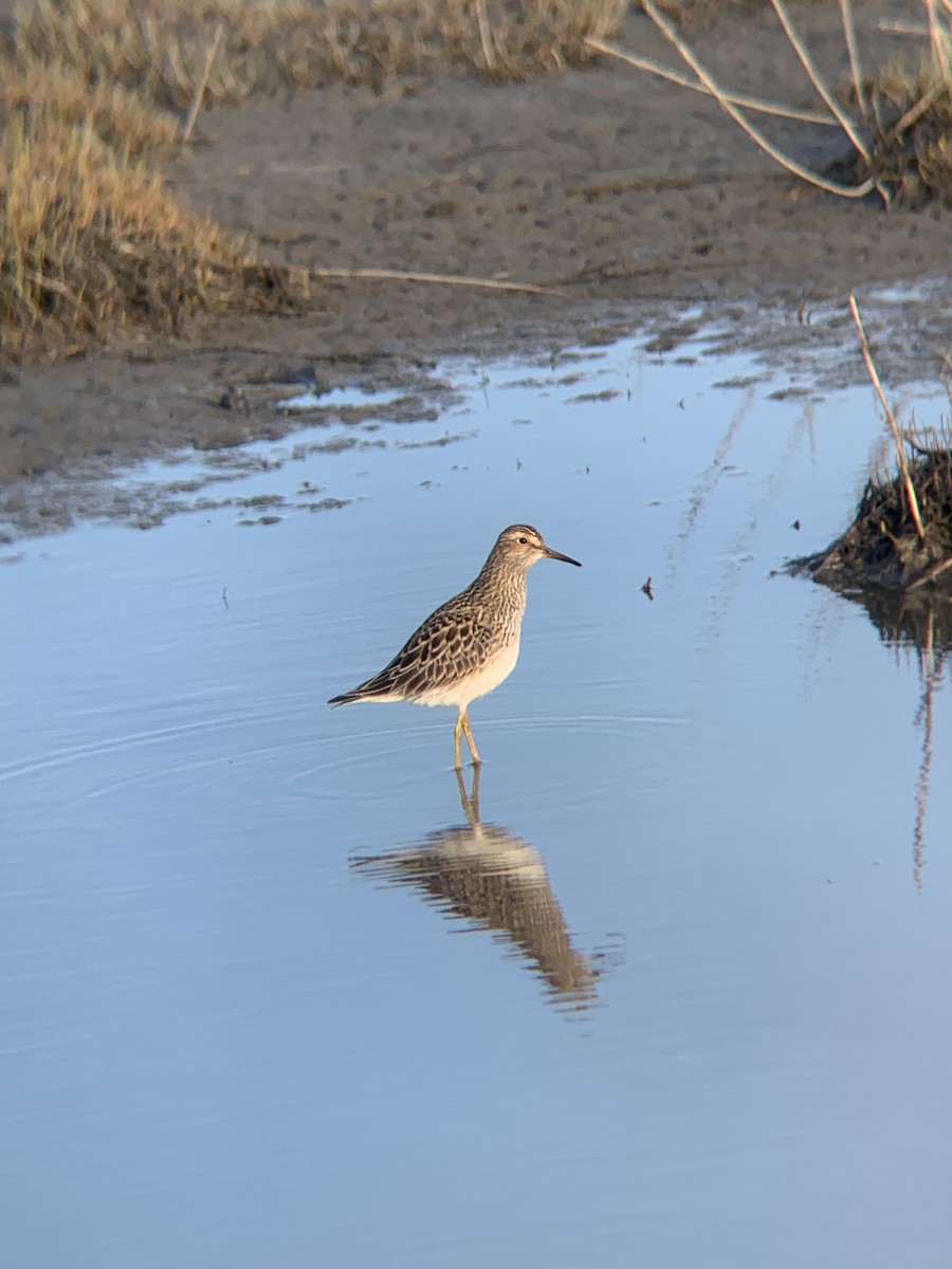 Pectoral Sandpiper - matthew kugel