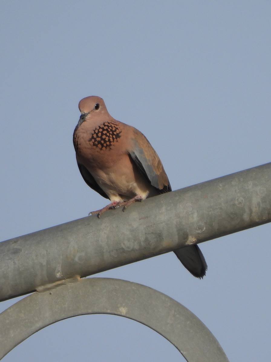 Laughing Dove - ML619130501