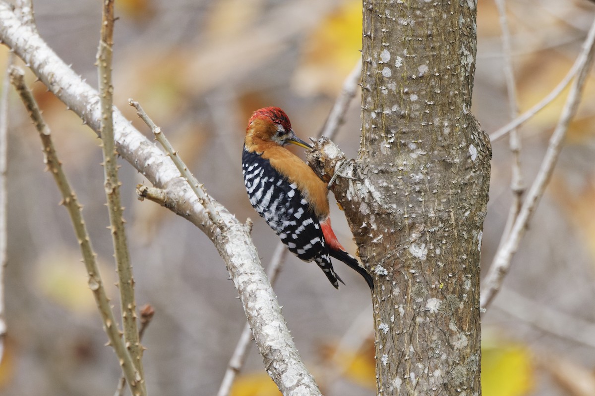 Rufous-bellied Woodpecker - David Wright