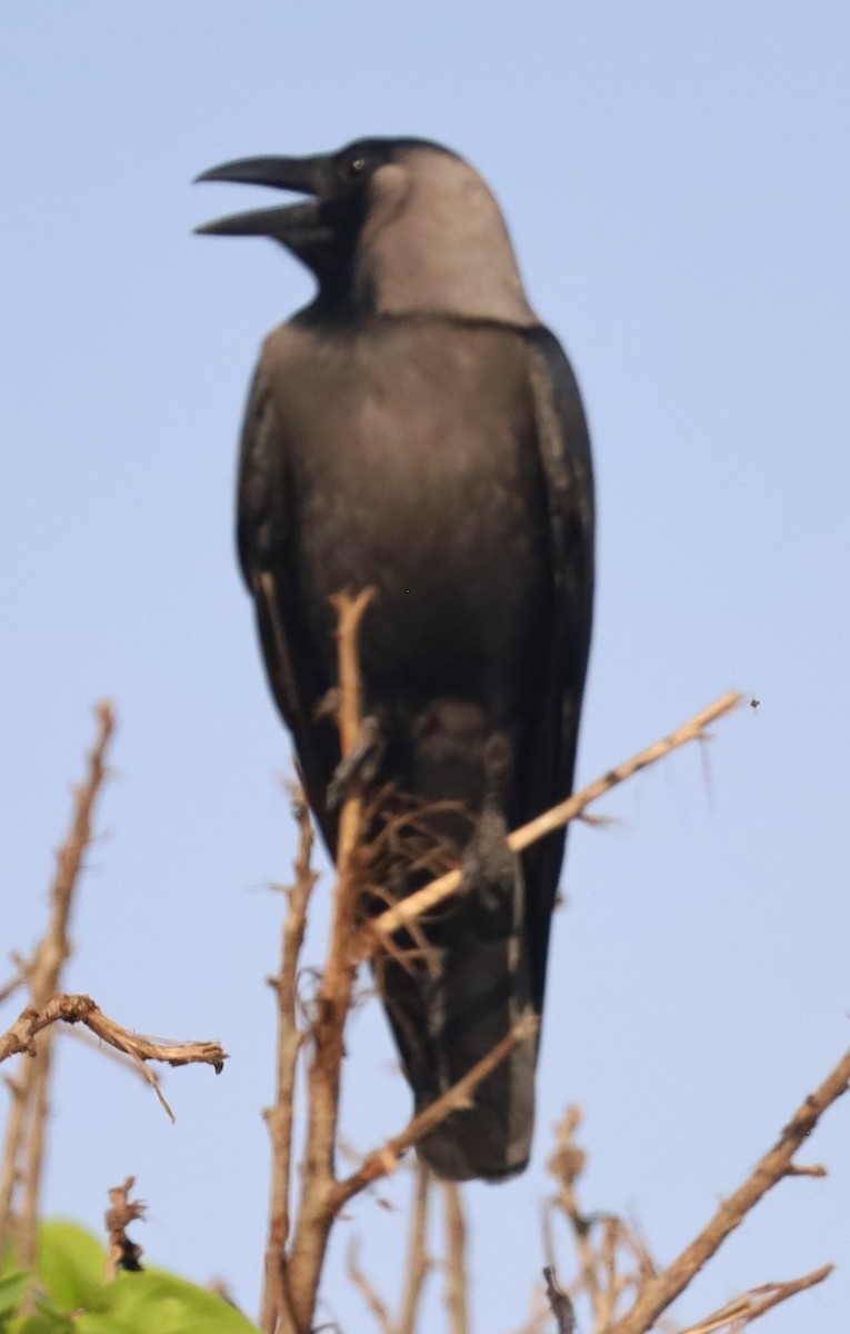 House Crow - Gautham Mohan