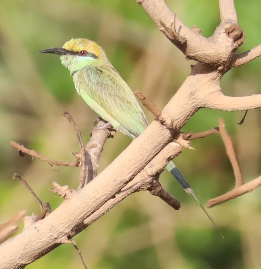 Asian Green Bee-eater - Gautham Mohan