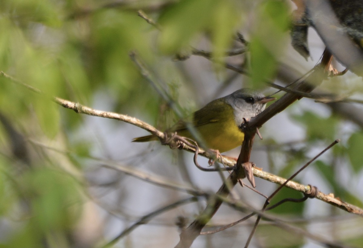Mourning Warbler - Anonymous