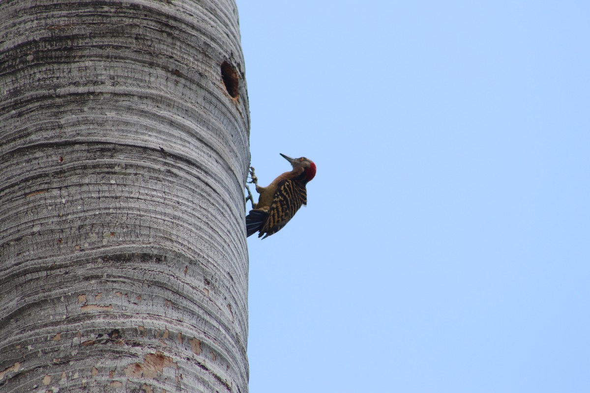 Hispaniolan Woodpecker - Andrys Gómez