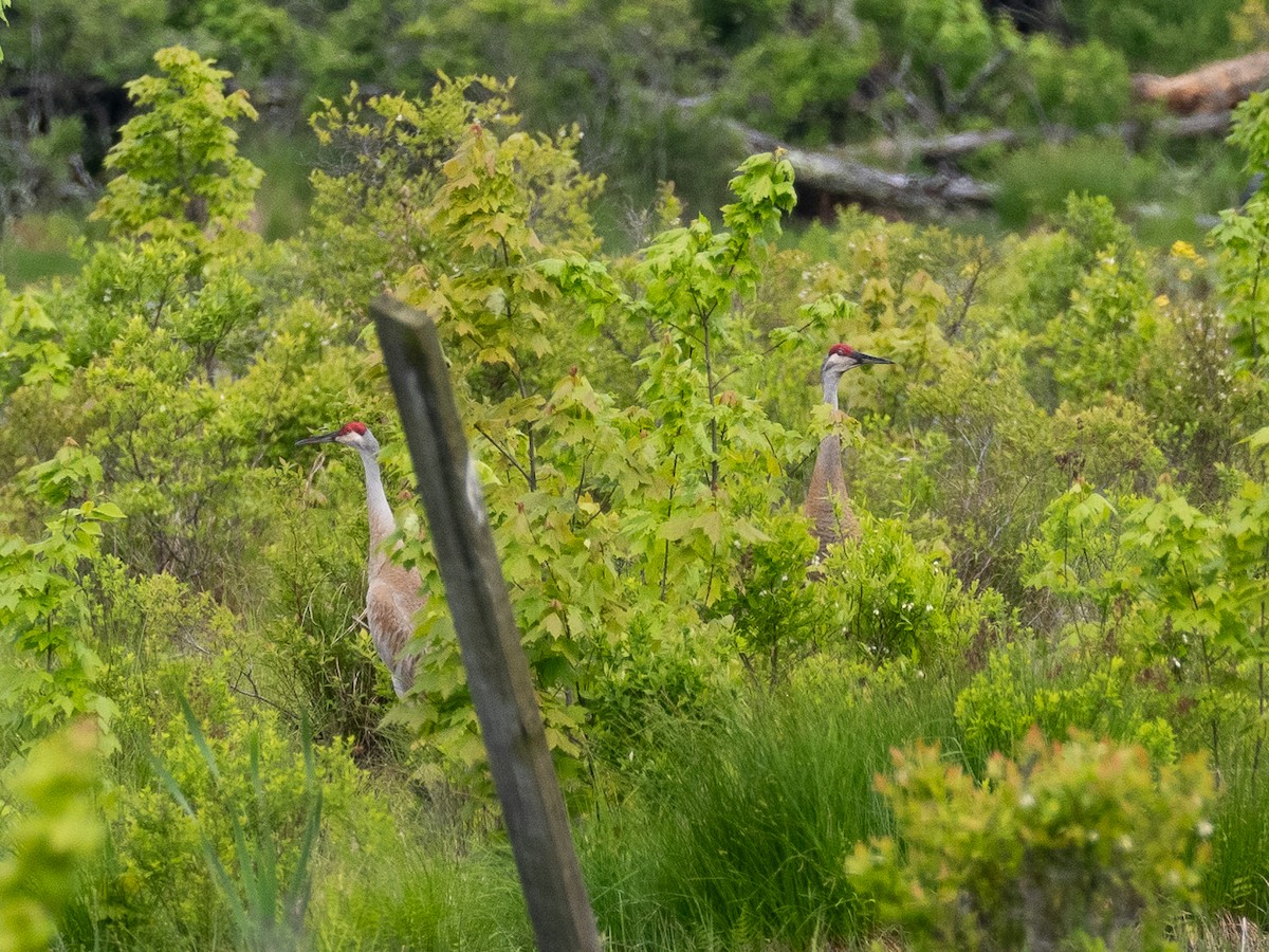 Sandhill Crane - Chris Fischer