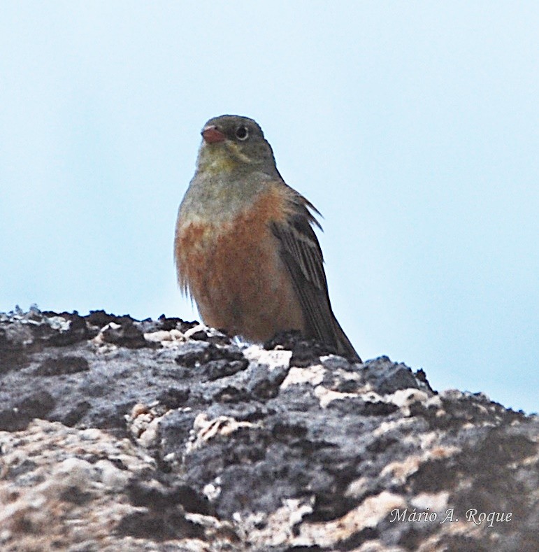 Ortolan Bunting - Mário Roque