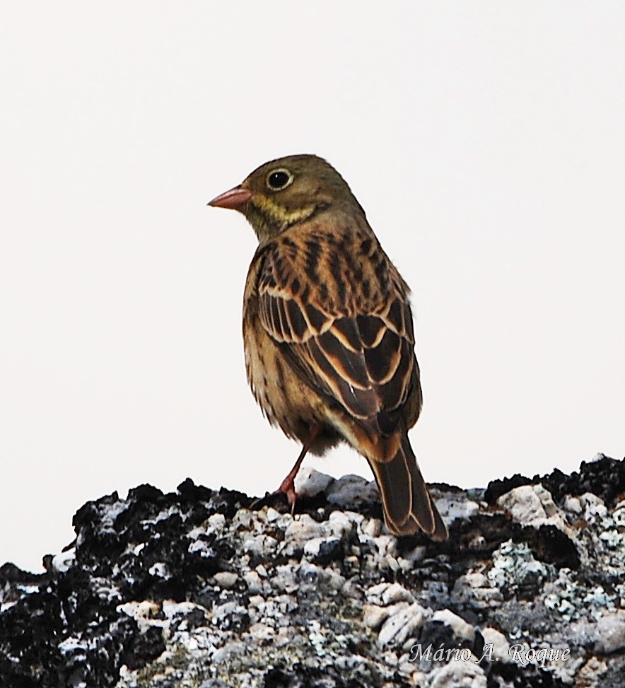 Ortolan Bunting - Mário Roque