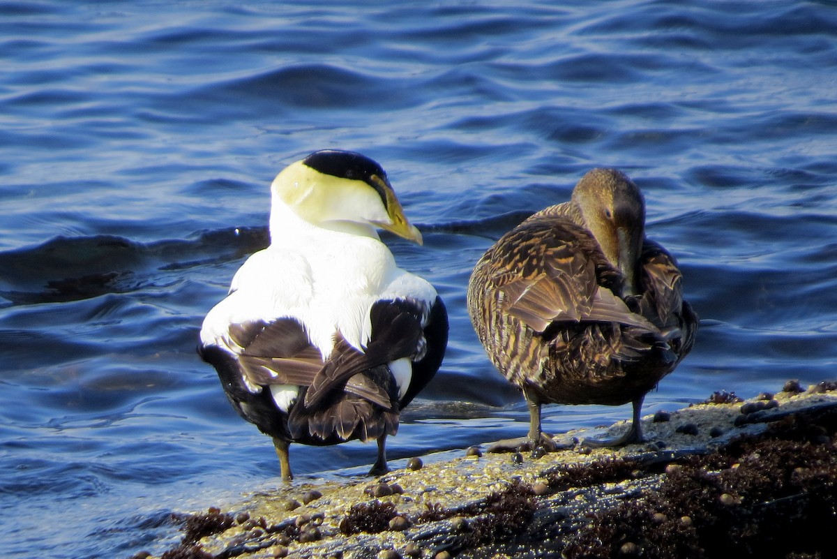 Common Eider - ML619130659