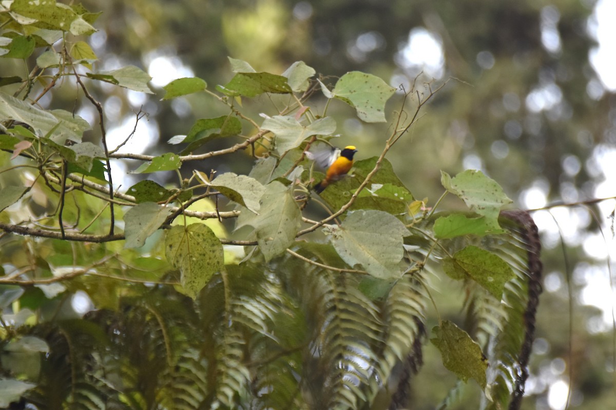 Orange-crowned Euphonia - ML619130672