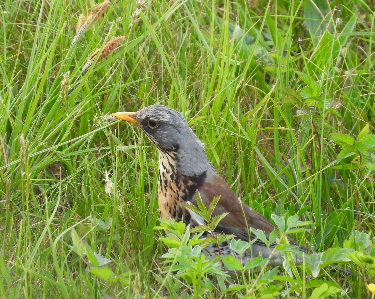 Fieldfare - Adam Wilczek