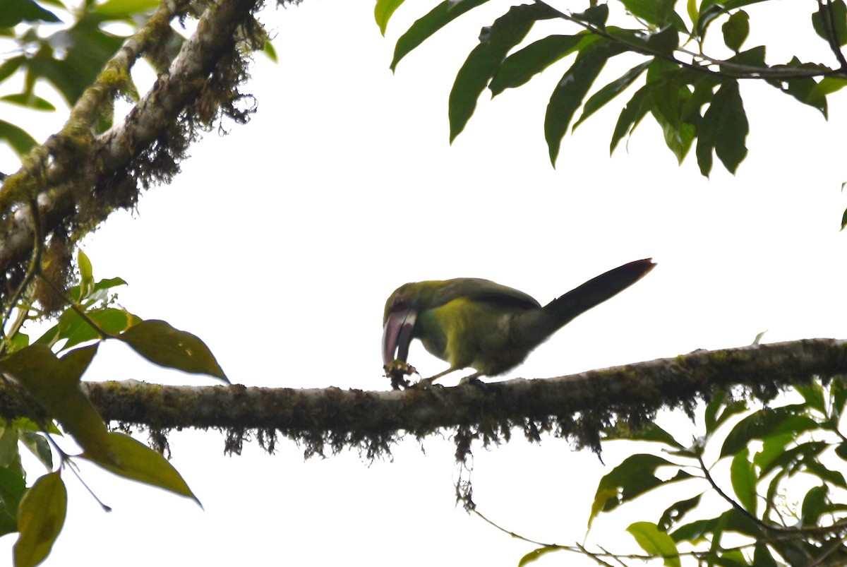 Crimson-rumped Toucanet - irina shulgina