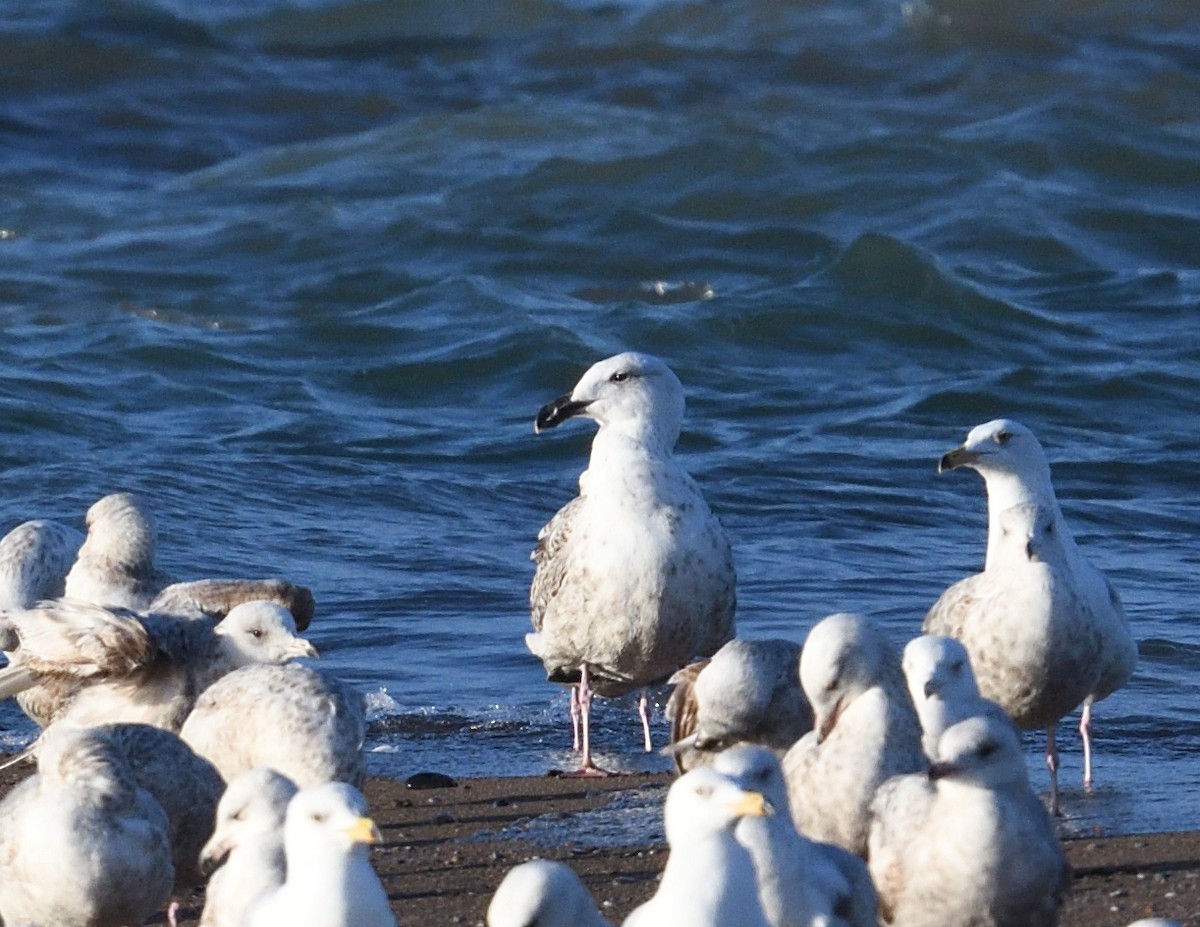 Great Black-backed Gull - ML619130731