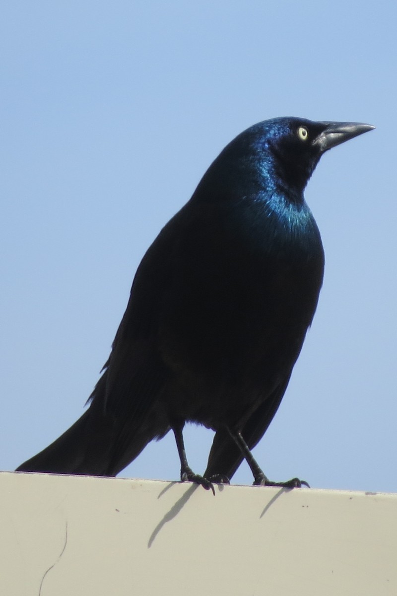 Common Grackle - Pat McKay