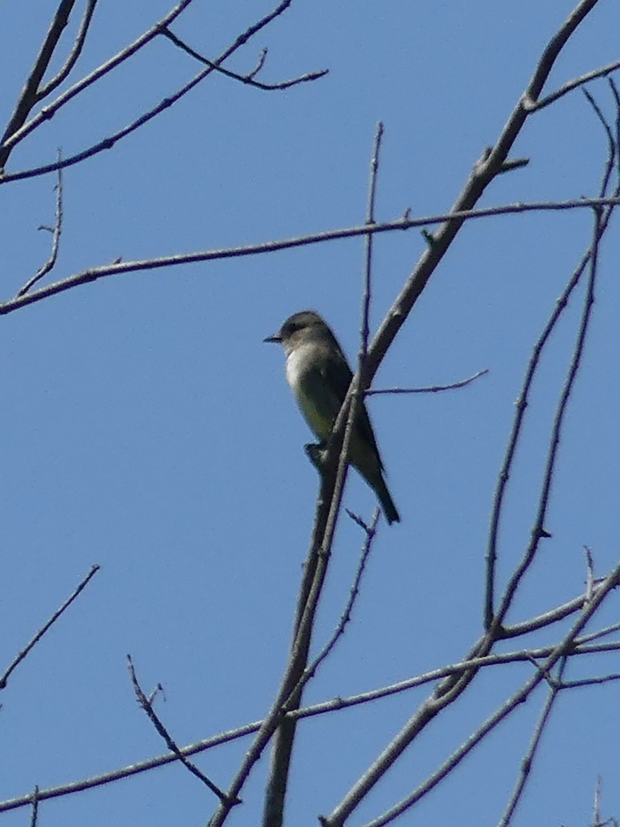 Olive-sided Flycatcher - Warren Dunlop