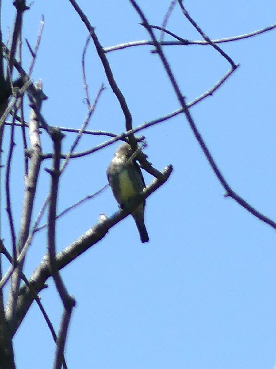 Olive-sided Flycatcher - ML619130748