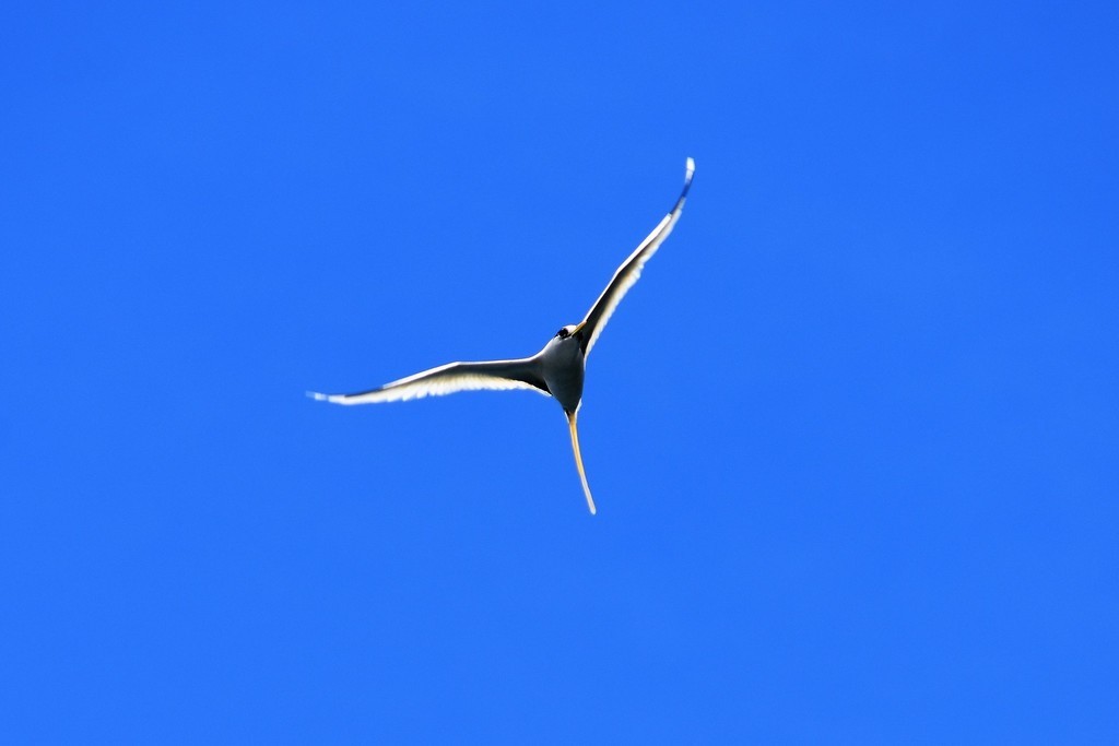 White-tailed Tropicbird - Jorge Juan Rueda