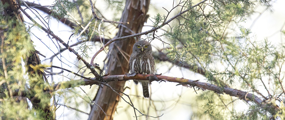 Northern Pygmy-Owl (Rocky Mts.) - Raymond VanBuskirk