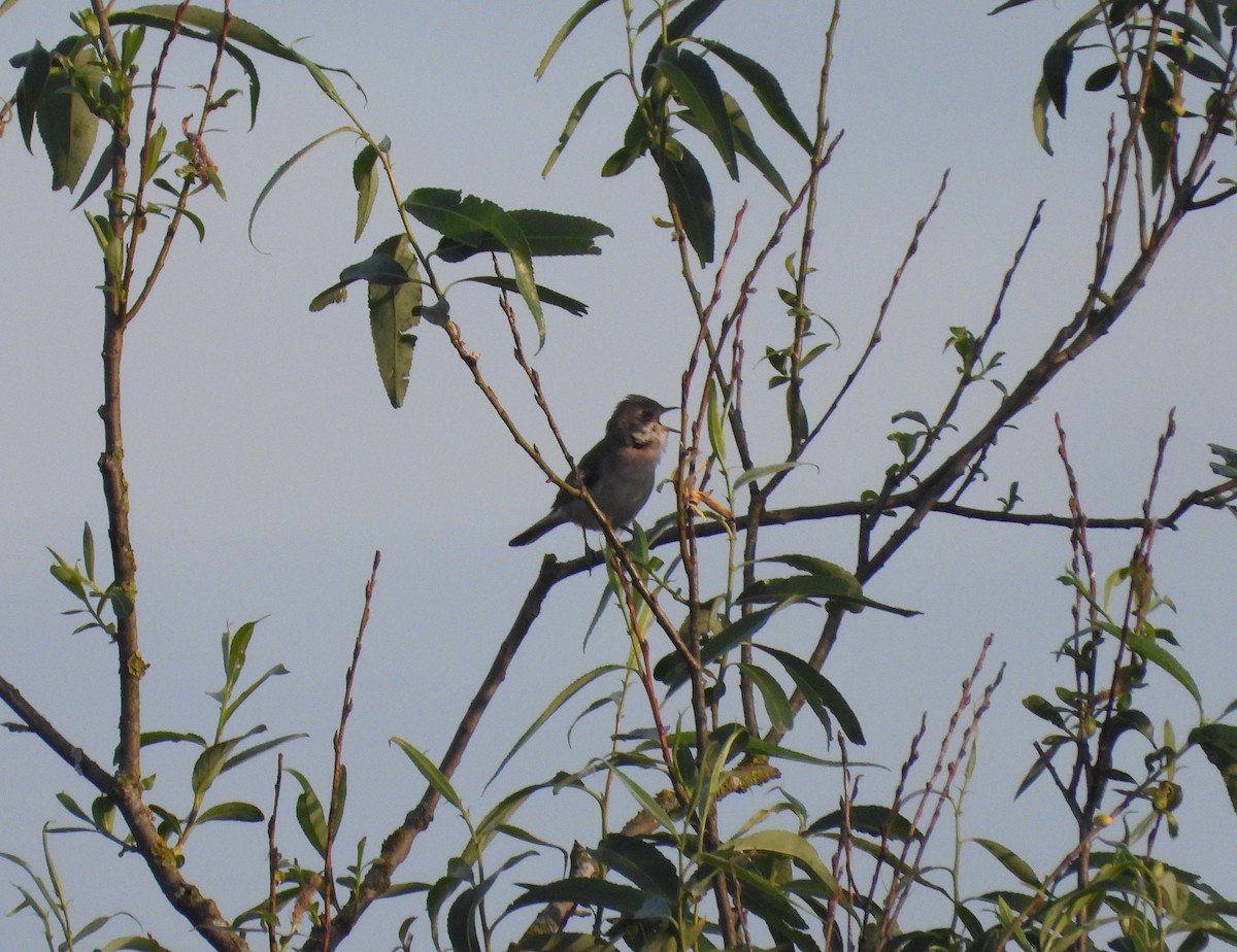 Greater Whitethroat - ML619130779