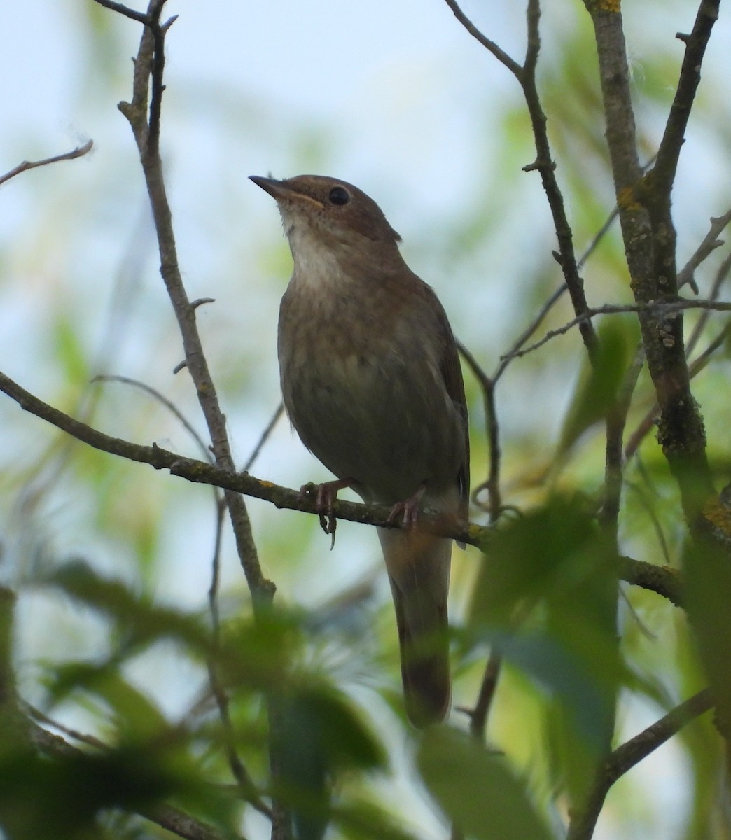 Thrush Nightingale - ML619130782