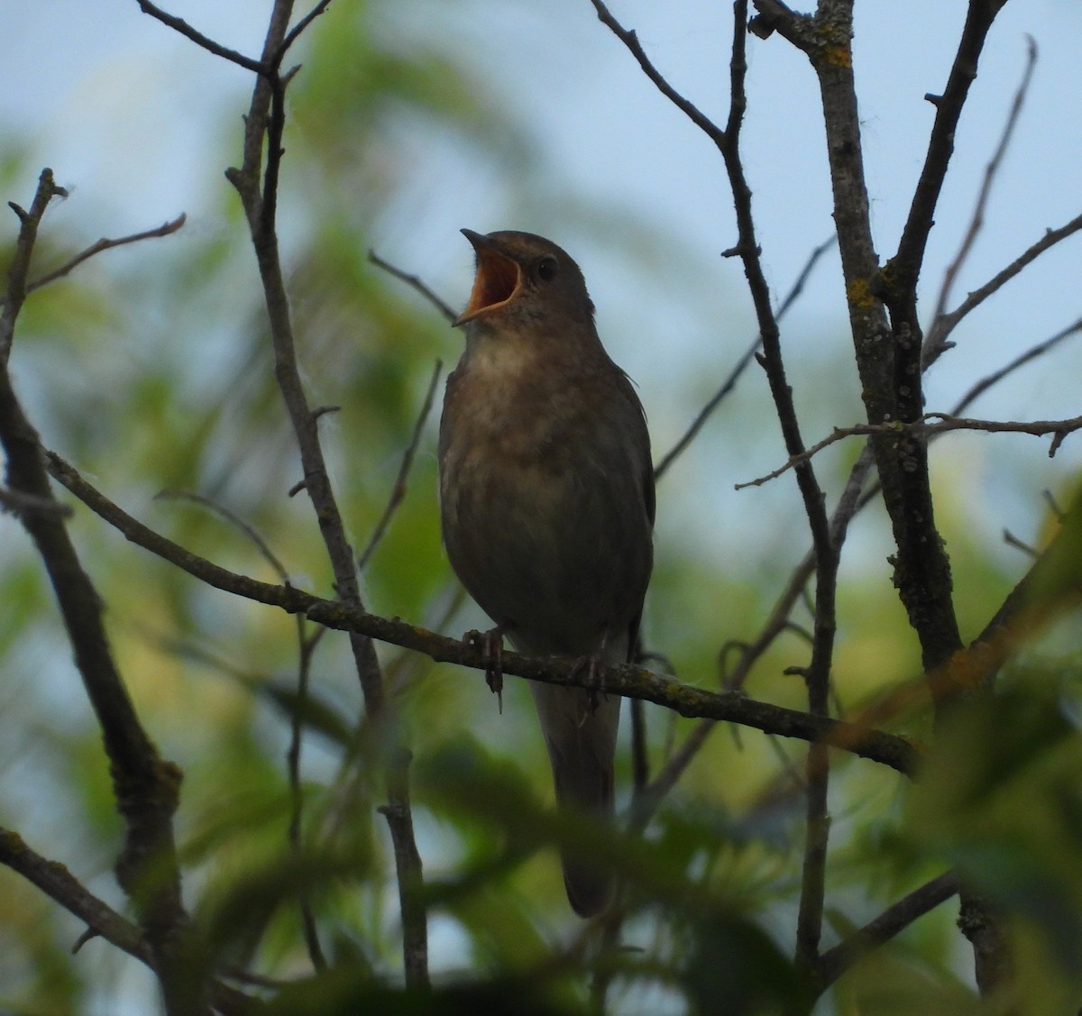 Thrush Nightingale - ML619130784