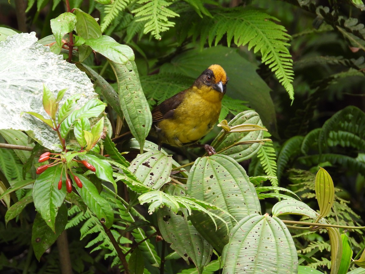 Tricolored Brushfinch - Kenyi Paolo Pérez Acevedo