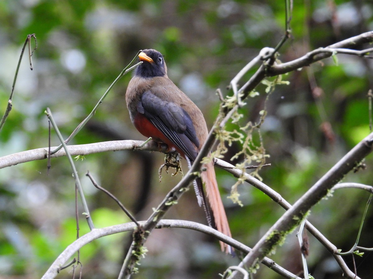 Trogon masqué - ML619130811