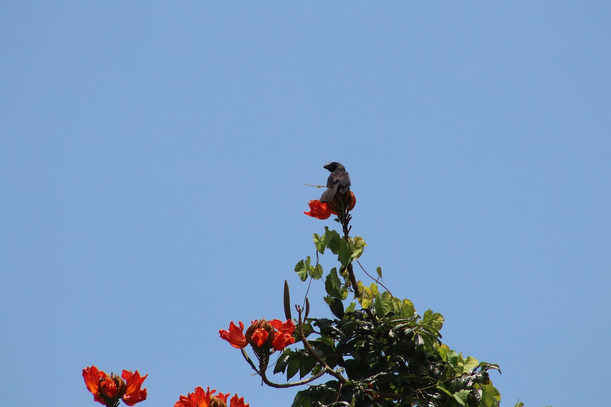 Smooth-billed Ani - Andrys Gómez