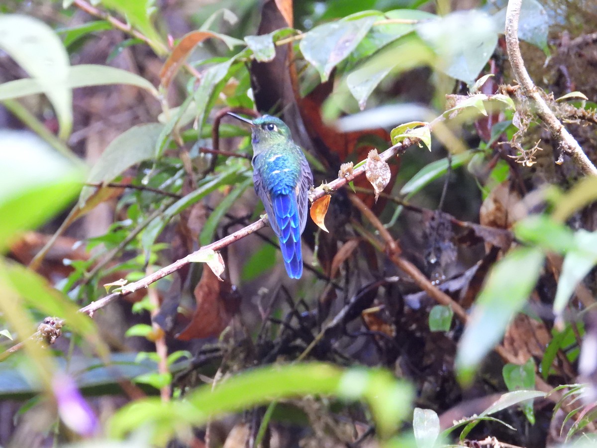 Violet-tailed Sylph - Kenyi Paolo Pérez Acevedo