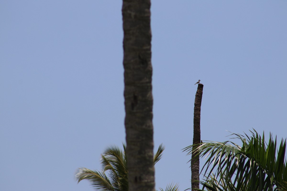 Gray Kingbird - ML619130830