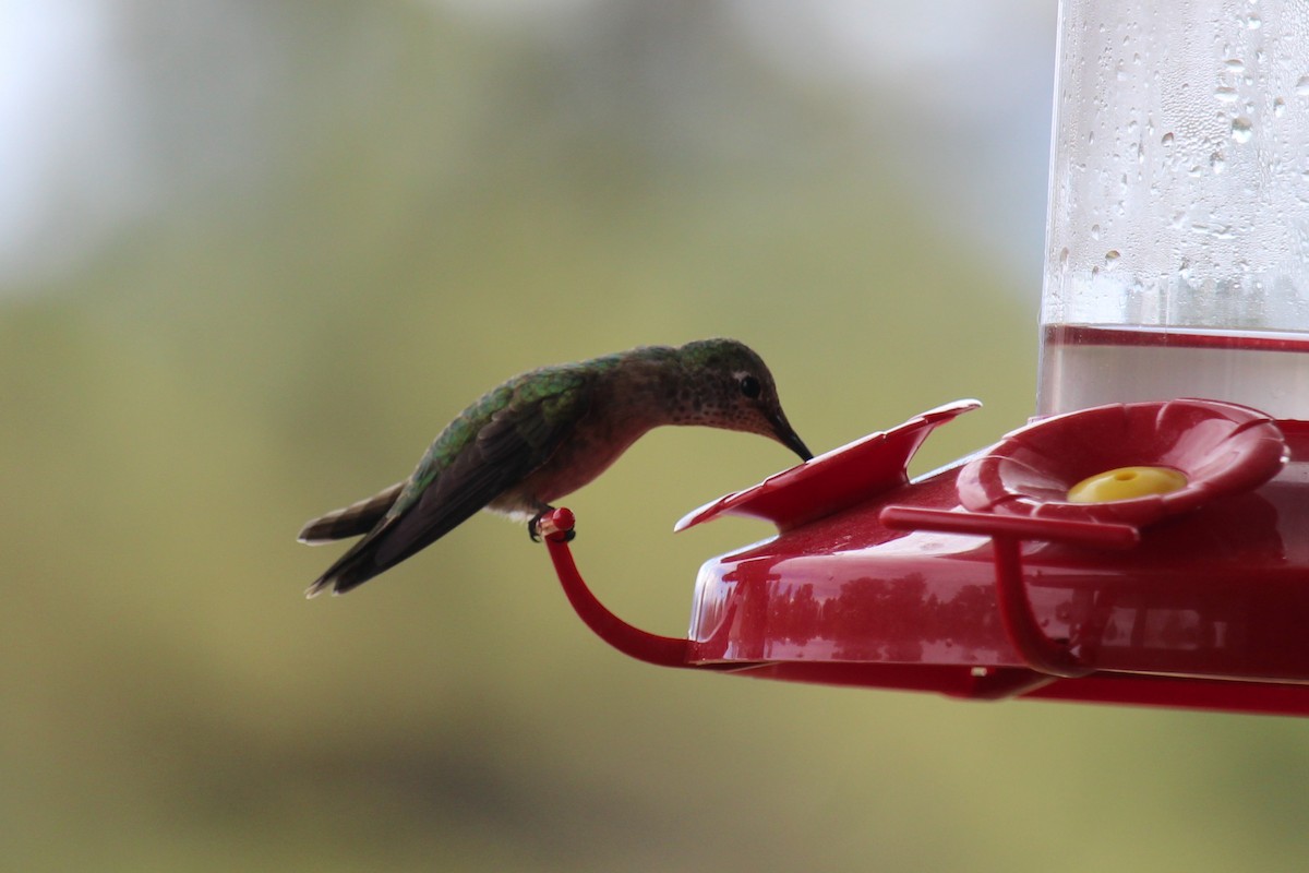 Broad-tailed Hummingbird - Connor Thomas