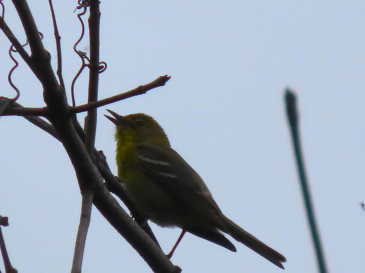 Pine Warbler - ML619130846