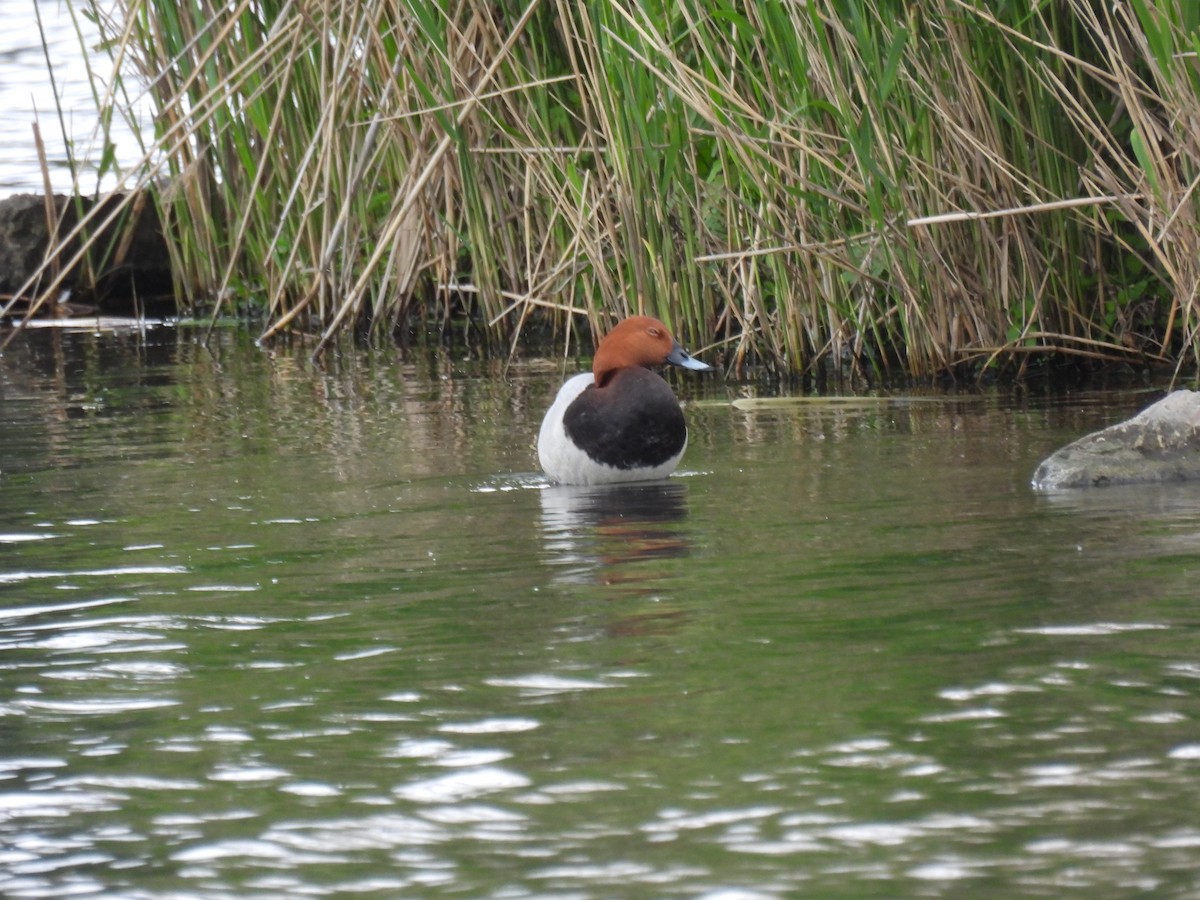 Common Pochard - Mike Coulson