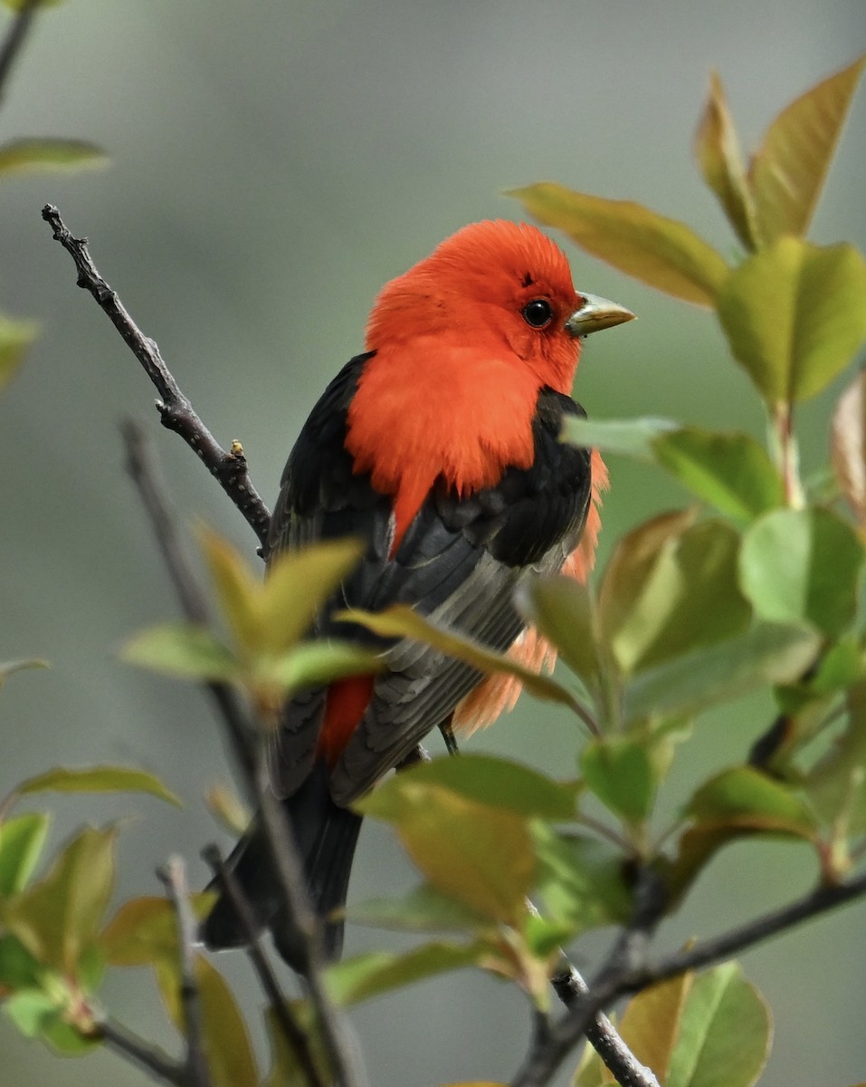 Scarlet Tanager - Jason Soukup